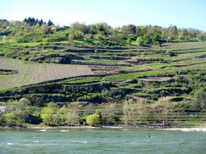 Vineyards along the Rhine