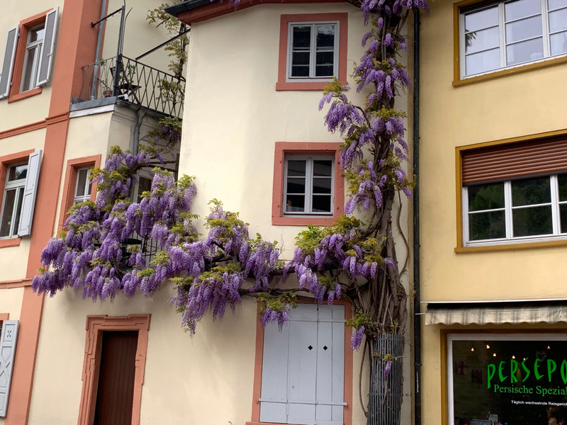 Wisteria on building near funicular station