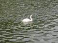 Swan floating on the Neckar in Heidelberg