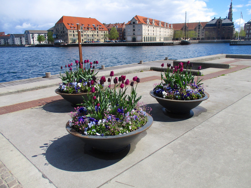 Tulips along the Havnegade Promenade