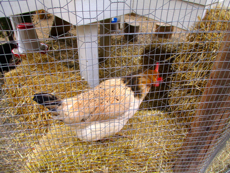Tivoli Gardens chicken coop