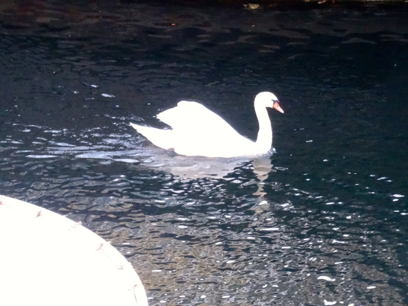 Swan on Christianshavn canal