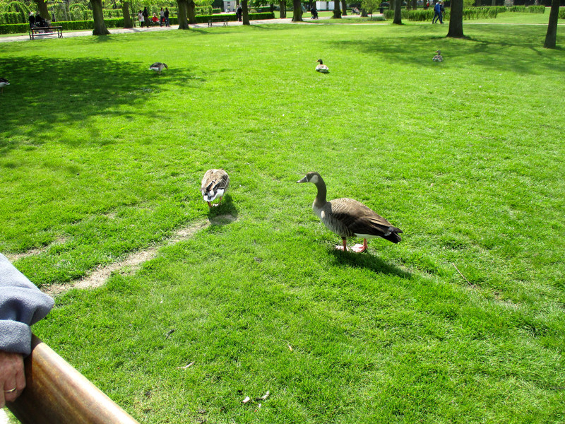 Ducks in King's Garden