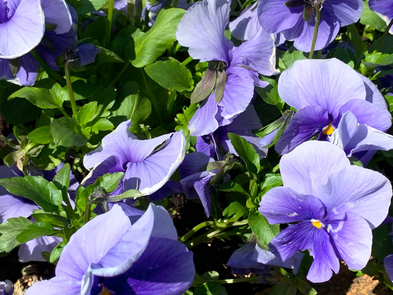Flowers in Frederiksberg
