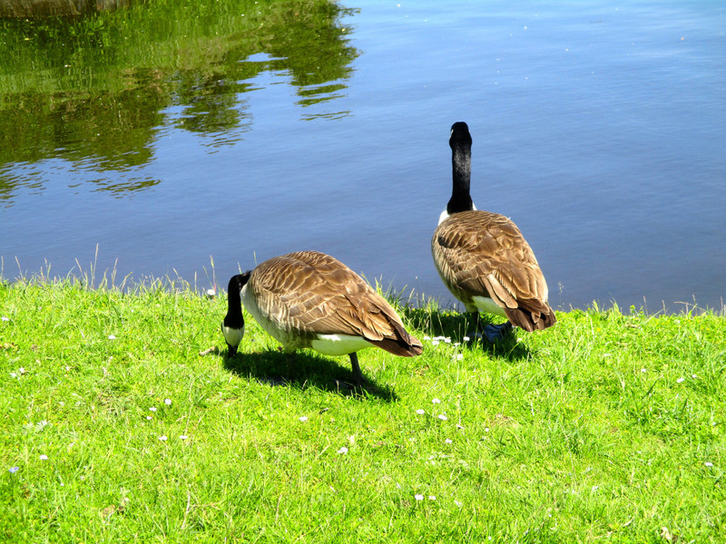 Geese outside Nymphenburg Palace