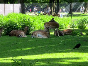 Deer in the Hirschgarten