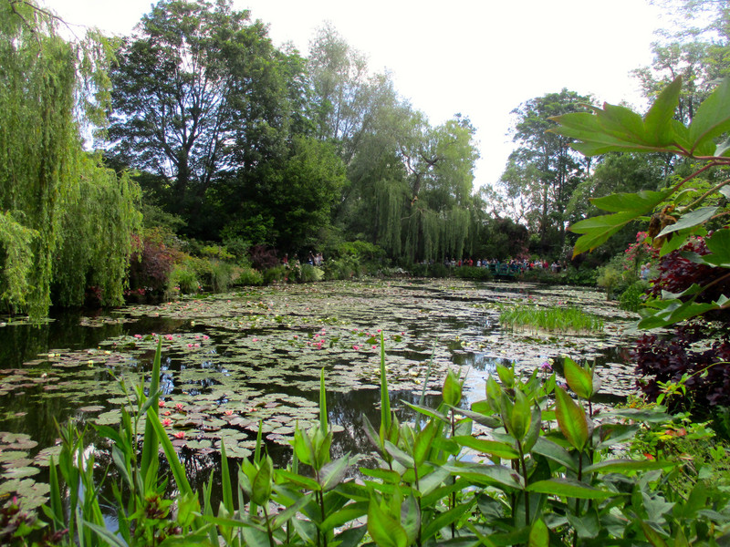Monet's water lily pond