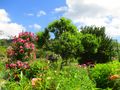Claude Monet's garden