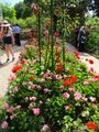 Claude Monet's garden