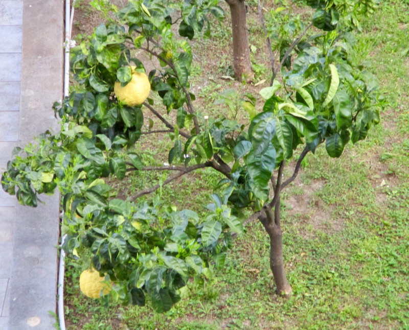 Monster-sized lemon on small tree in the front yard of the apartment