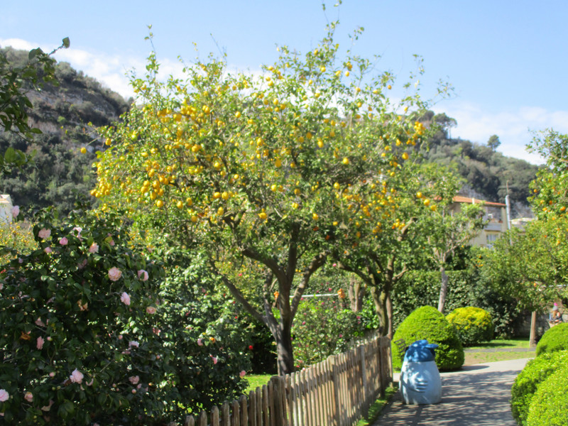 Lemon tree in Parco Fiorentino
