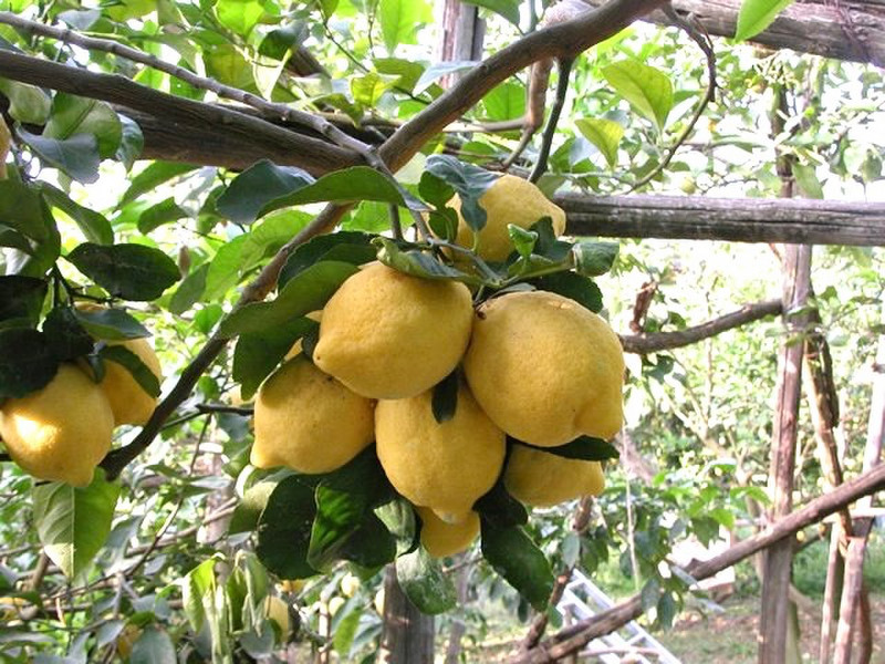 Lemons at La Masseria Farm