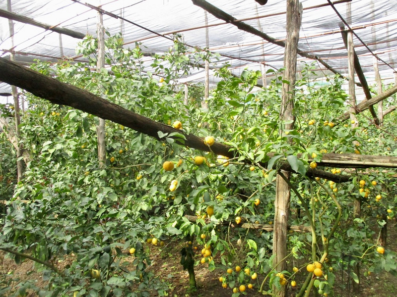 Part of lemon orchard