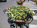 Colorful planter, Piazza Tasso