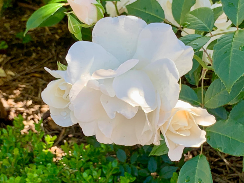 White rose detail