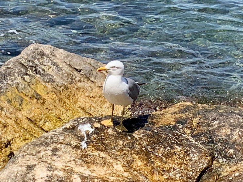 Lonesome seagull