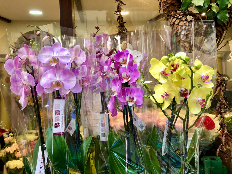 Orchids at flower shop