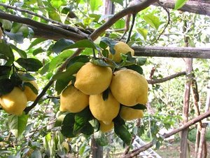Masseria Farm lemon grove