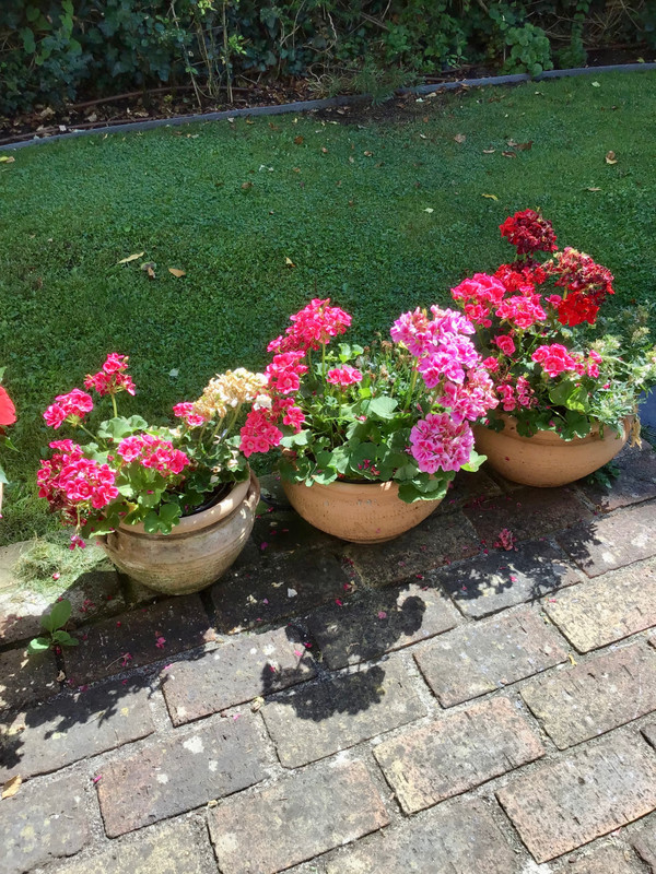 Madame Dominique's potted flowers