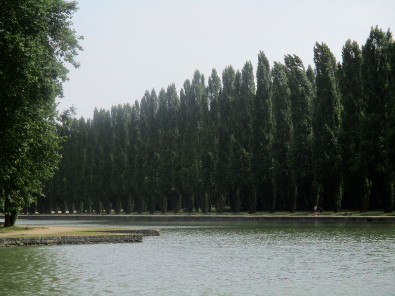 Poplar trees lining the Grand Canal