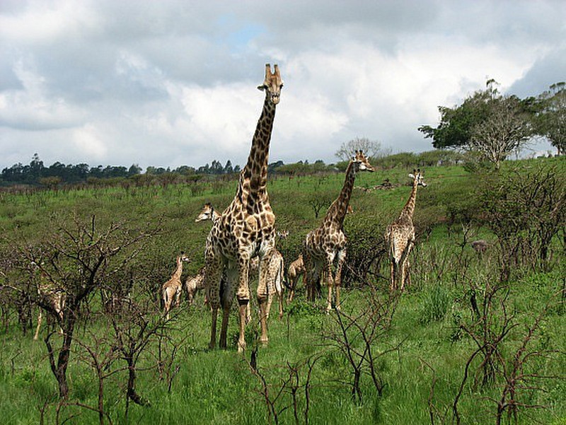 Family of Giraffes