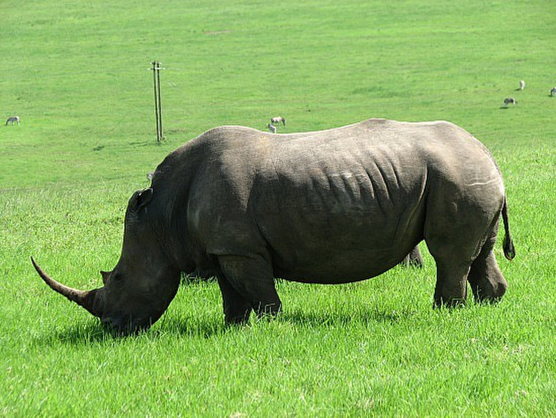 A prize Rhino