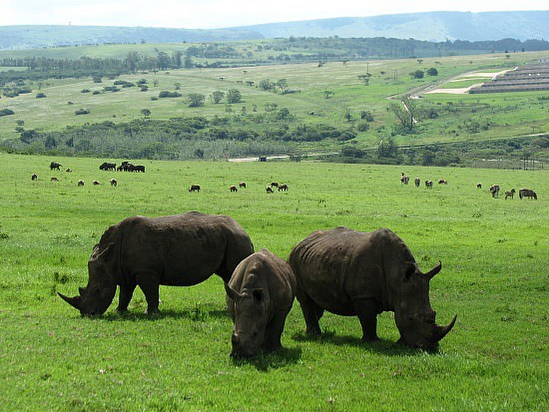 Family group of Rhino