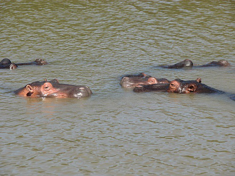 Hippo Group