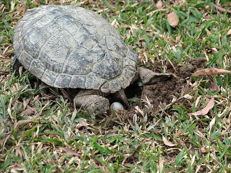 Terrapin Laying her eggs
