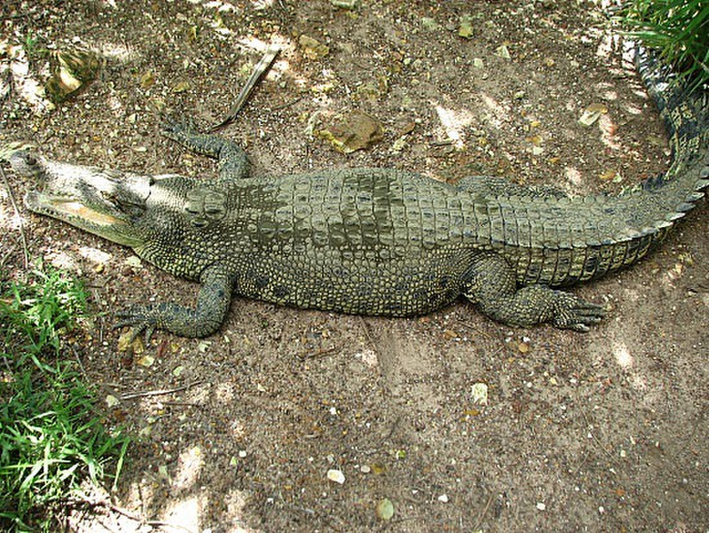  Crocodylus Park - Not so nice croc