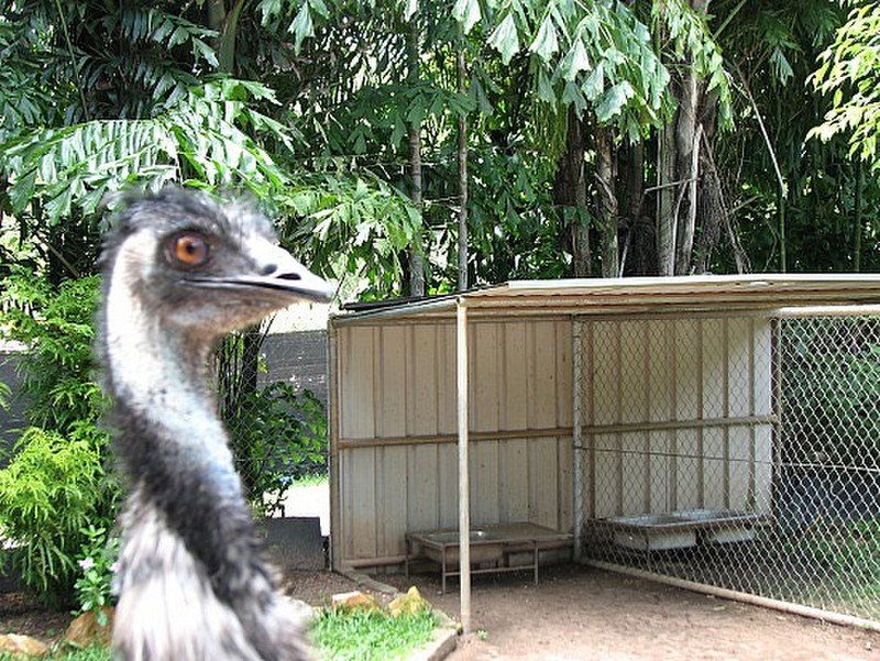  Crocodylus Park - Emu