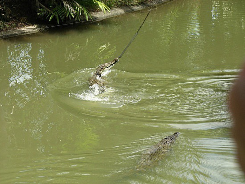  Crocodylus Park - Feeding Time