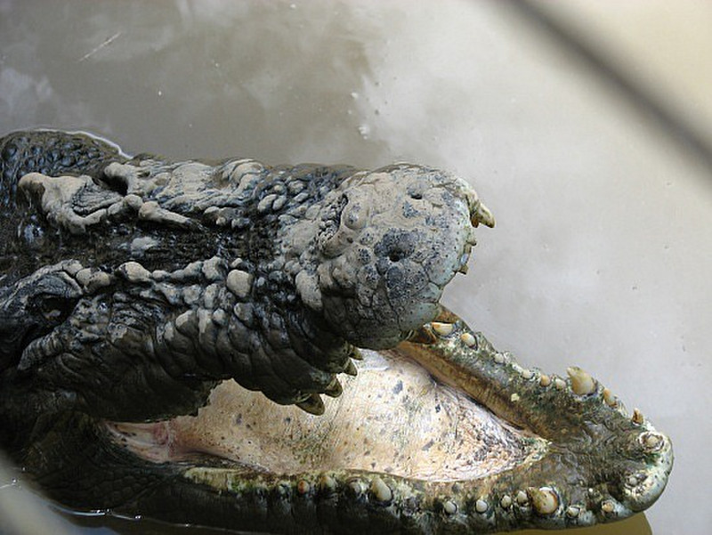  Crocodylus Park - What big teeth you have