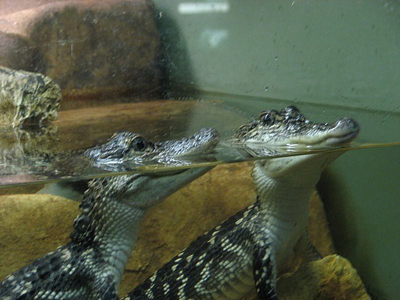  Crocodylus Park - More cute crocs