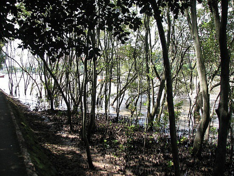 Brisbane - Mangroves 