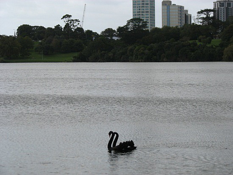 Black Swans on Lake Pupuke 01.jpg