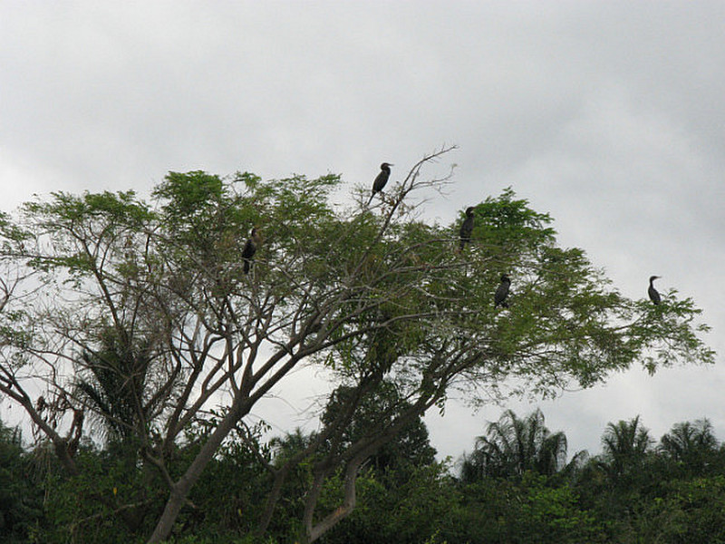 Cormorants