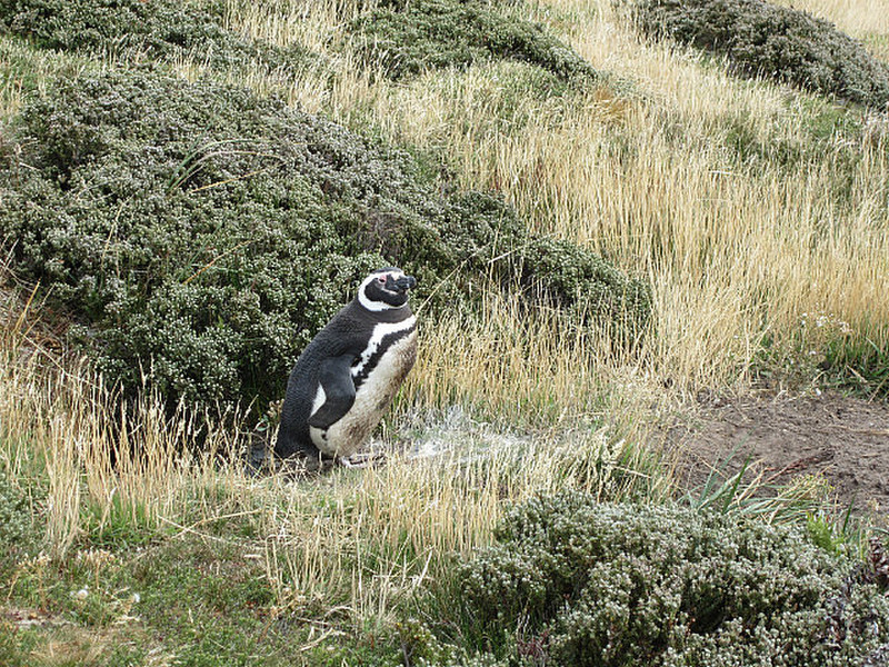 Gypsy Cove Penguins