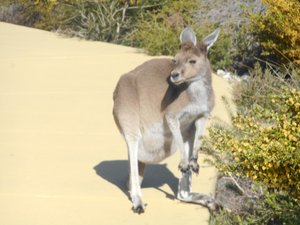 Our Friendly Wallaby
