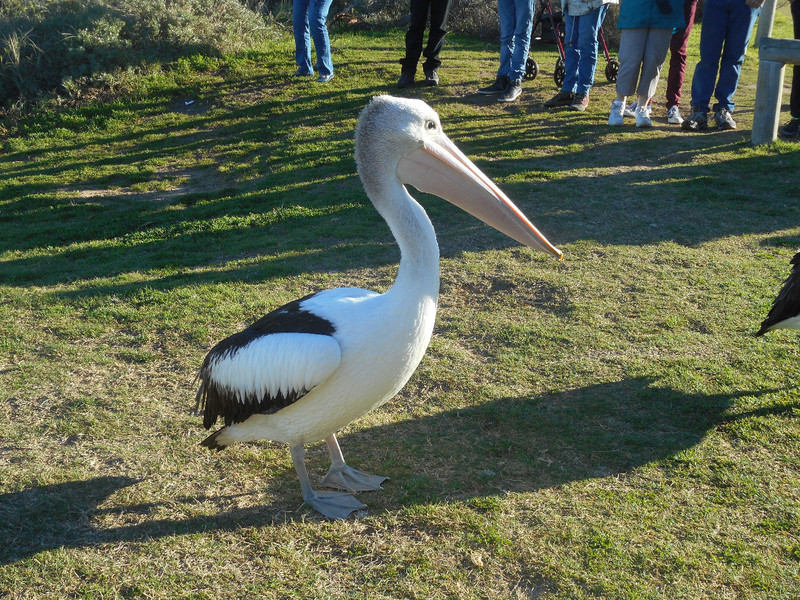 Pelican Feed