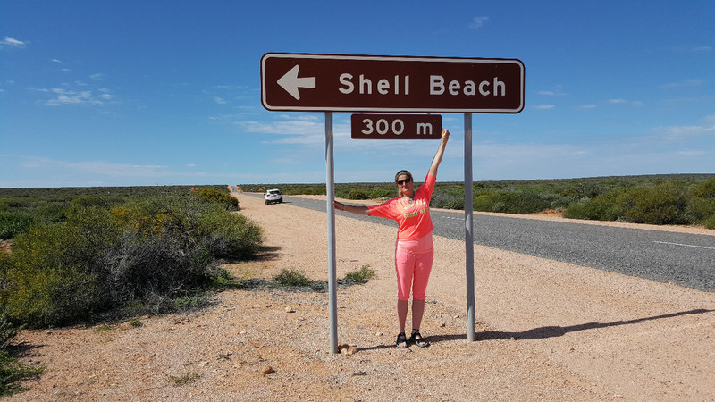 Shell at Shell Beach