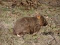 Wombat