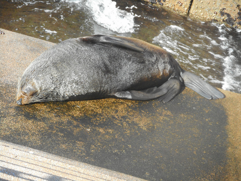 Sunbathing Seal
