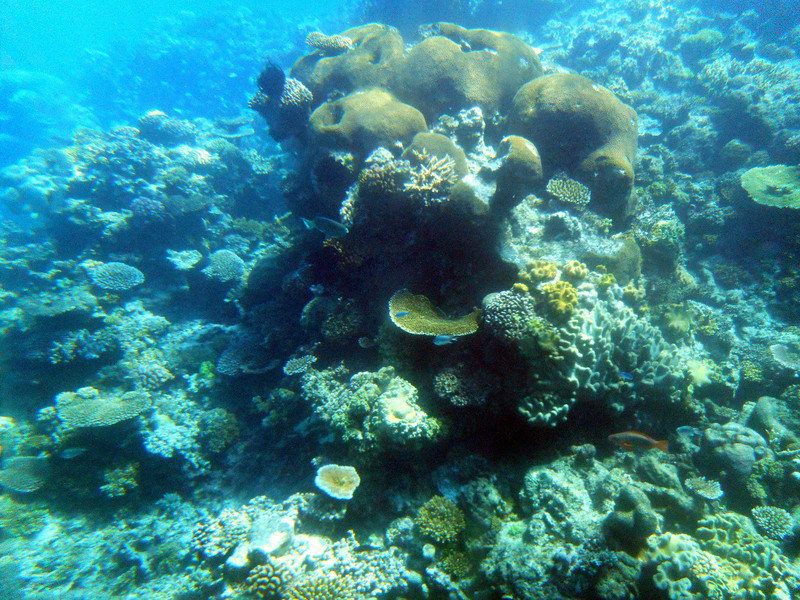 Agincourt Ribbon Reef flora &amp; fauna