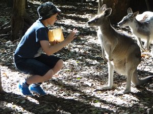 More Kangaroo feeding 