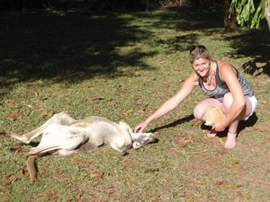 More Kangaroo feeding 