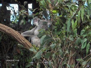 More Koala&#39;s