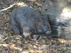 More Wombats