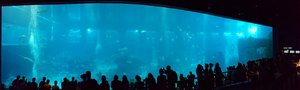 The S.E.A. Aquarium 