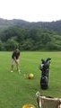golfing